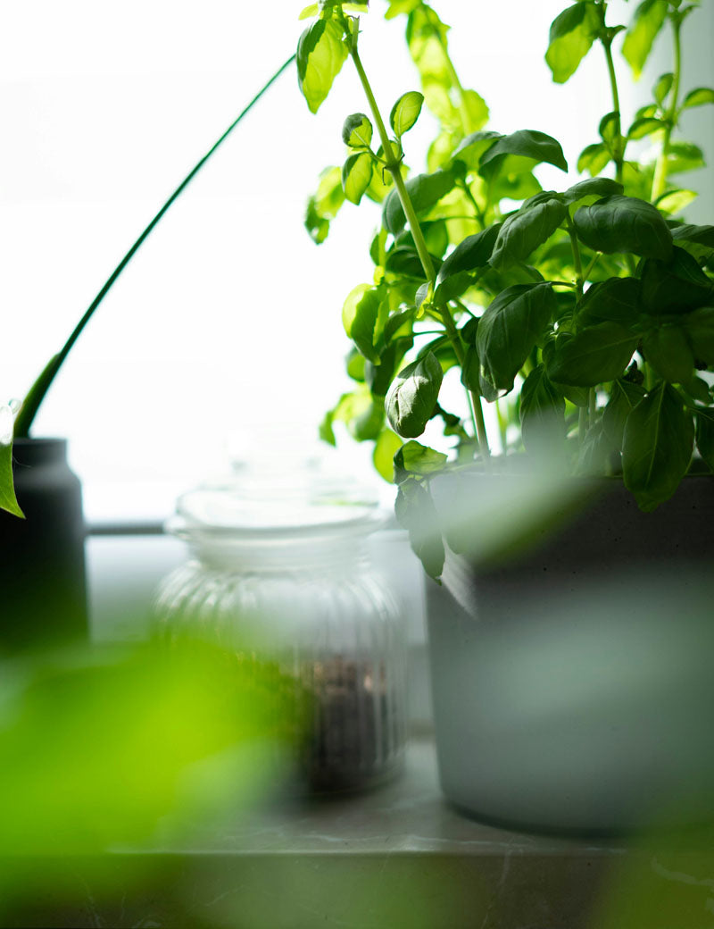 Serviettes de table Coton Uni Vert